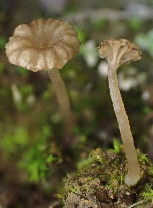  (Arrhenia sp. CA12 - FDS-CA-00575)  @11 [ ] by-nc (2024) Damon Tighe Fungal Diversity Survey