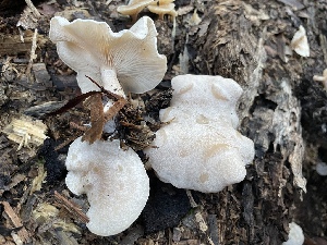  ( - FDS-CA-00576)  @11 [ ] by-nc (2024) Damon Tighe Fungal Diversity Survey
