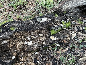  ( - FDS-CA-00576)  @11 [ ] by-nc (2024) Damon Tighe Fungal Diversity Survey