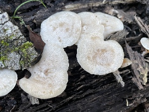  ( - FDS-CA-00576)  @11 [ ] by-nc (2024) Damon Tighe Fungal Diversity Survey