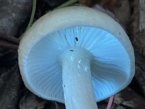  ( - FDS-CA-00577)  @11 [ ] by-nc (2024) Damon Tighe Fungal Diversity Survey