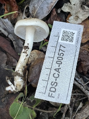  ( - FDS-CA-00577)  @11 [ ] by-nc (2024) Damon Tighe Fungal Diversity Survey