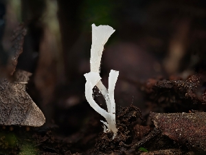  (Clavicorona - FDS-CA-01309)  @11 [ ] by-nc (2024) Stu Pickell Fungal Diversity Survey