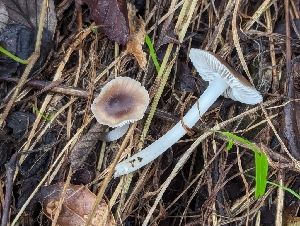  ( - FDS-CA-01301)  @11 [ ] by-nc (2024) Stu Pickell Fungal Diversity Survey