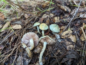  ( - FDS-CA-01310)  @11 [ ] by-nc (2024) Stu Pickell Fungal Diversity Survey