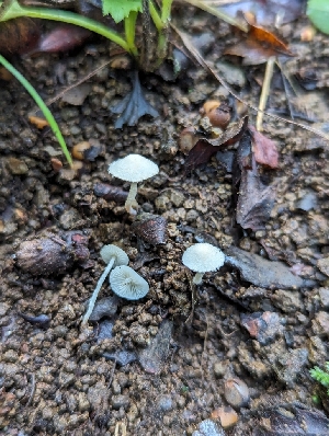  ( - FDS-CA-01303)  @11 [ ] by-nc (2024) Stu Pickell Fungal Diversity Survey