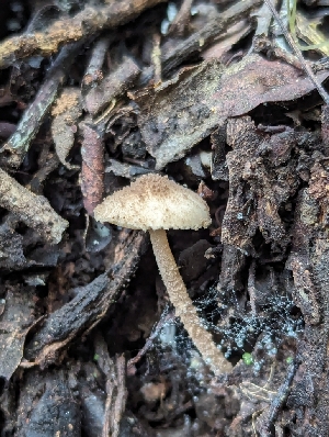  ( - FDS-CA-01302)  @11 [ ] by-nc (2024) Stu Pickell Fungal Diversity Survey