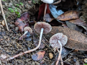  ( - FDS-CA-01304)  @11 [ ] by-nc (2024) Stu Pickell Fungal Diversity Survey