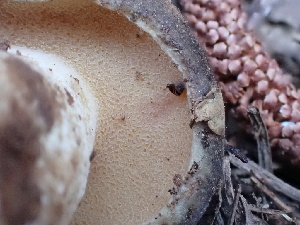 ( - HAY-F-004277)  @11 [ ] by-nc (2023) Jaren Hockert Fungal Diversity Survey