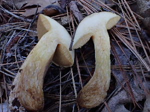  ( - HAY-F-004277)  @11 [ ] by-nc (2023) Jaren Hockert Fungal Diversity Survey