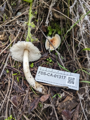  (Leucoagaricus sp. rubrotinctoides-PNW08 - FDS-CA-01317)  @11 [ ] by-nc (2024) Stu Pickell Fungal Diversity Survey