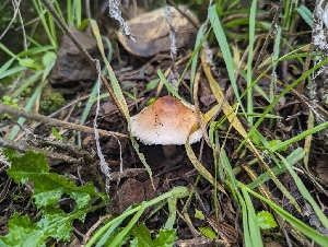 ( - FDS-CA-01317)  @11 [ ] by-nc (2024) Stu Pickell Fungal Diversity Survey