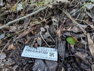  ( - FDS-CA-01323)  @11 [ ] by-nc (2024) Stu Pickell Fungal Diversity Survey