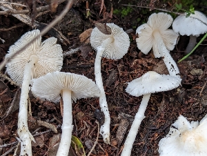  (Leucocoprinus sp. CA01 - FDS-CA-01329)  @11 [ ] by-nc (2024) Stu Pickell Fungal Diversity Survey