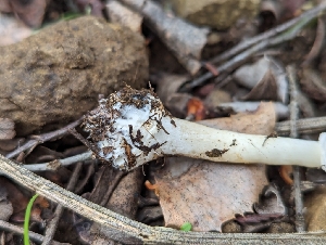  ( - FDS-CA-01333)  @11 [ ] by-nc (2024) Stu Pickell Fungal Diversity Survey