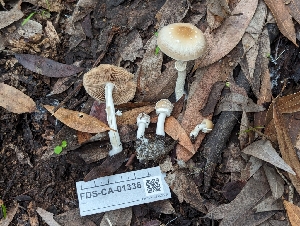  ( - FDS-CA-01336)  @11 [ ] by-nc (2024) Stu Pickell Fungal Diversity Survey