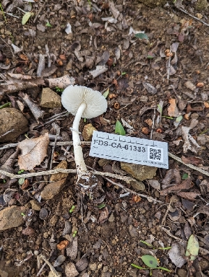  (Leucoagaricus sp. AZ02 - FDS-CA-01333)  @11 [ ] by-nc (2024) Stu Pickell Fungal Diversity Survey