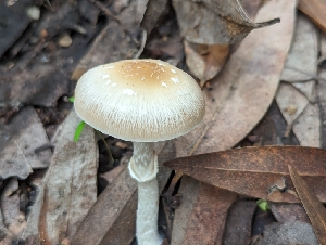  ( - FDS-CA-01336)  @11 [ ] by-nc (2024) Stu Pickell Fungal Diversity Survey