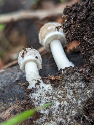  ( - FDS-CA-01336)  @11 [ ] by-nc (2024) Stu Pickell Fungal Diversity Survey
