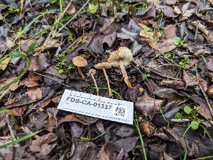  (Cystolepiota sp. CA01 - FDS-CA-01337)  @11 [ ] by-nc (2024) Stu Pickell Fungal Diversity Survey