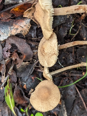  ( - FDS-CA-01337)  @11 [ ] by-nc (2024) Stu Pickell Fungal Diversity Survey