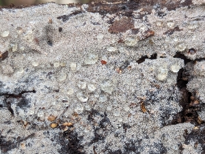 ( - FDS-CA-01339)  @11 [ ] by-nc (2024) Stu Pickell Fungal Diversity Survey