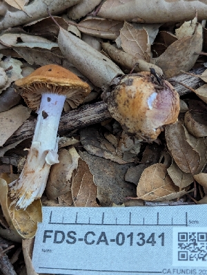  (Cortinarius sp. CA02 - FDS-CA-01341)  @11 [ ] by-nc (2024) Stu Pickell Fungal Diversity Survey