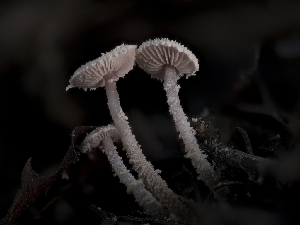  ( - FDS-CA-01323)  @11 [ ] by-nc (2024) Stu Pickell Fungal Diversity Survey