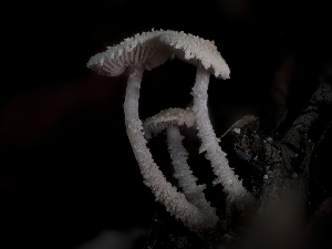  ( - FDS-CA-01323)  @11 [ ] by-nc (2024) Stu Pickell Fungal Diversity Survey