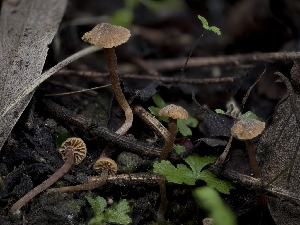  (Romagnesiella - FDS-CA-01321)  @11 [ ] by-nc (2024) Stu Pickell Fungal Diversity Survey