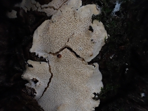  (Perenniporia sp. CA01 - HAY-F-007971)  @11 [ ] by-nc (2023) Sadie Hickey Fungal Diversity Survey