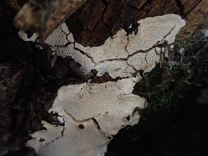  ( - HAY-F-007971)  @11 [ ] by-nc (2023) Sadie Hickey Fungal Diversity Survey