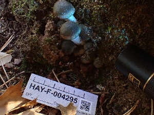  ( - HAY-F-004295)  @11 [ ] by-nc (2023) Jaren Hockert Fungal Diversity Survey