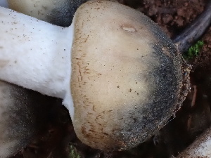  ( - HAY-F-004295)  @11 [ ] by-nc (2023) Jaren Hockert Fungal Diversity Survey