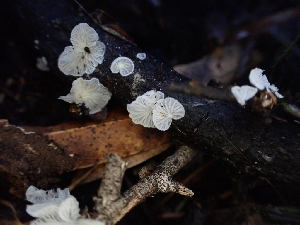  (Clitopilus sp. kamaka-PNW02 - HAY-F-007977)  @11 [ ] by-nc (2023) Sadie Hickey Fungal Diversity Survey