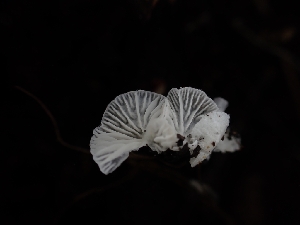  ( - HAY-F-007977)  @11 [ ] by-nc (2023) Sadie Hickey Fungal Diversity Survey