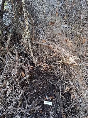  ( - HAY-F-007977)  @11 [ ] by-nc (2023) Sadie Hickey Fungal Diversity Survey