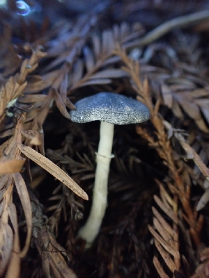  ( - HAY-F-007975)  @11 [ ] by-nc (2023) Sadie Hickey Fungal Diversity Survey