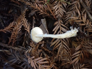  ( - HAY-F-007975)  @11 [ ] by-nc (2023) Sadie Hickey Fungal Diversity Survey