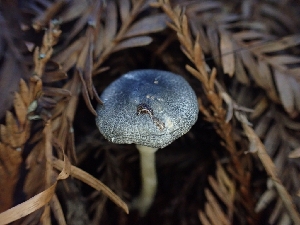  ( - HAY-F-007975)  @11 [ ] by-nc (2023) Sadie Hickey Fungal Diversity Survey
