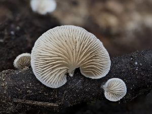  (Crepidotus sp. CA04 - HAY-F-004433)  @11 [ ] by-nc (2023) Stu Pickell Fungal Diversity Survey