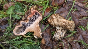  (Scleroderma sp. cepa-PNW01 - FDS-CA-01703)  @11 [ ] c (2024) Michelle C. Torres-Grant Fungal Diversity Survey