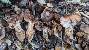  (Cortinarius vinaceogrisescens - FDS-CA-01702)  @11 [ ] c (2024) Michelle C. Torres-Grant Fungal Diversity Survey