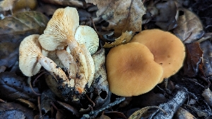  ( - FDS-CA-01701)  @11 [ ] c (2024) Michelle C. Torres-Grant Fungal Diversity Survey