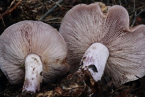  ( - FDS-CA-00703)  @11 [ ] by-nc (2024) Taye Bright Fungal Diversity Survey