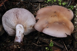  ( - FDS-CA-00703)  @11 [ ] by-nc (2024) Taye Bright Fungal Diversity Survey