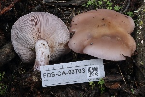  ( - FDS-CA-00703)  @11 [ ] by-nc (2024) Taye Bright Fungal Diversity Survey