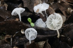  ( - FDS-CA-00704)  @11 [ ] by-nc (2024) Taye Bright Fungal Diversity Survey