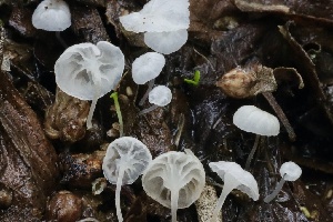  ( - FDS-CA-00704)  @11 [ ] by-nc (2024) Taye Bright Fungal Diversity Survey
