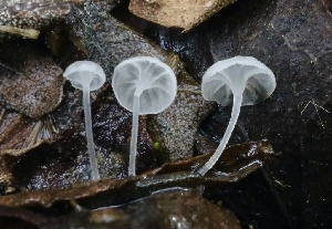  ( - FDS-CA-00704)  @11 [ ] by-nc (2024) Taye Bright Fungal Diversity Survey